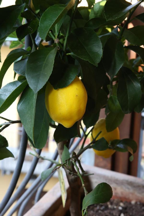 Appartamento La Terrazza dei Limoni Seregno Esterno foto