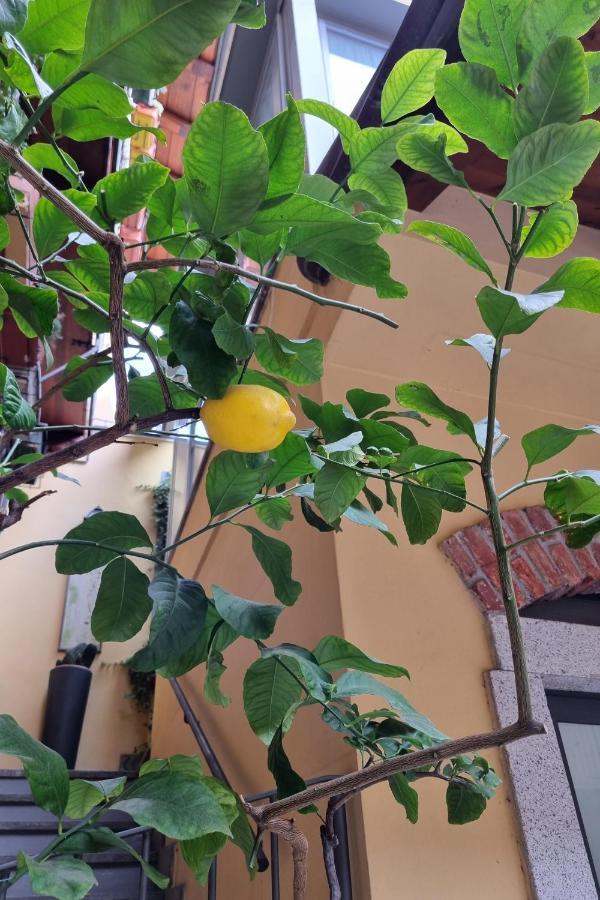 Appartamento La Terrazza dei Limoni Seregno Esterno foto